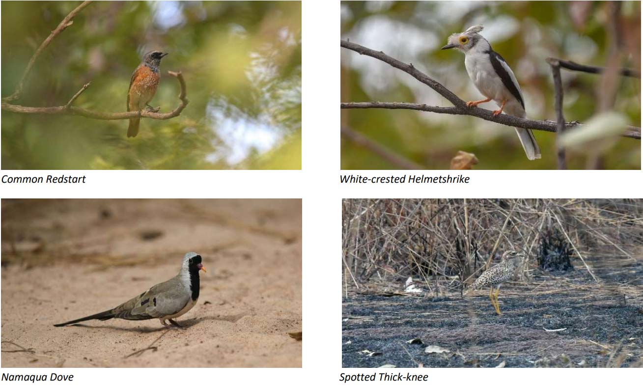 Common Redstart